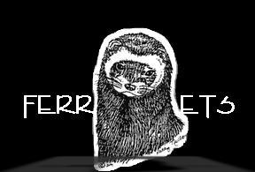 ferret picture